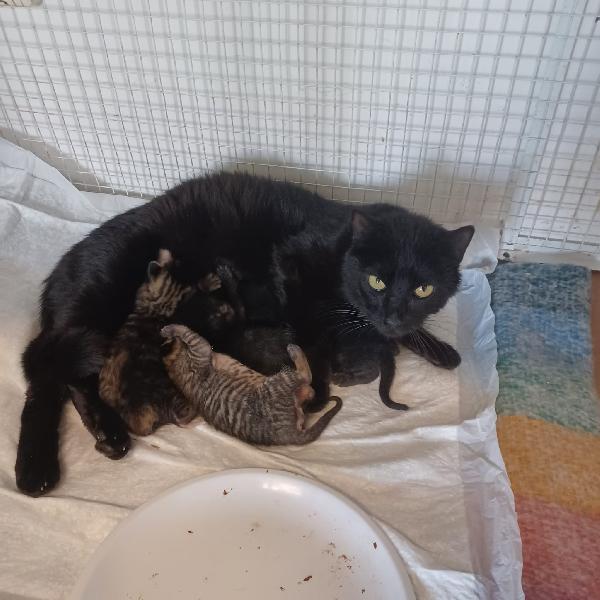 Vi presentiamo i nostri bellissimi micini Foto 4